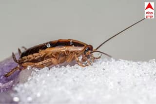 Cockroach Home Remedies: ਕੀ ਕਾਕਰੋਚ ਤੁਹਾਡੀ ਰਸੋਈ ਵਿੱਚ ਅਕਸਰ ਆਉਂਦੇ ਹਨ? ਕੀਟ ਕੰਟਰੋਲ ਤੋਂ ਬਿਨਾਂ ਇਸ ਸਧਾਰਨ ਤਰੀਕੇ ਨਾਲ ਉਨ੍ਹਾਂ ਤੋਂ ਤੁਰੰਤ ਛੁਟਕਾਰਾ ਪਾਓ।