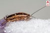 Cockroach Home Remedies: ਕੀ ਕਾਕਰੋਚ ਤੁਹਾਡੀ ਰਸੋਈ ਵਿੱਚ ਅਕਸਰ ਆਉਂਦੇ ਹਨ? ਕੀਟ ਕੰਟਰੋਲ ਤੋਂ ਬਿਨਾਂ ਇਸ ਸਧਾਰਨ ਤਰੀਕੇ ਨਾਲ ਉਨ੍ਹਾਂ ਤੋਂ ਤੁਰੰਤ ਛੁਟਕਾਰਾ ਪਾਓ।