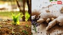 Ginger Farming:किचन गार्डन में कैसे उगाएं अदरक? चाय के लिए कभी नहीं होगी कमी
