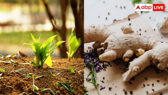 Ginger Farming:किचन गार्डन में कैसे उगाएं अदरक? चाय के लिए कभी नहीं होगी कमी Ginger Farming:किचन गार्डन में कैसे उगाएं अदरक? चाय के लिए कभी नहीं होगी कमी