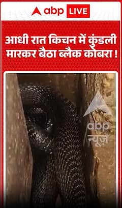 Viral Video: Black Cobra Found Coiled Inside Kitchen at Midnight!