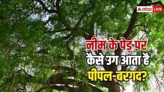 नीम के पेड़ पर कैसे उग आता है पीपल या बरगद, जानें इसके पीछे का विज्ञान