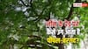 नीम के पेड़ पर कैसे उग आता है पीपल या बरगद, जानें इसके पीछे का विज्ञान
