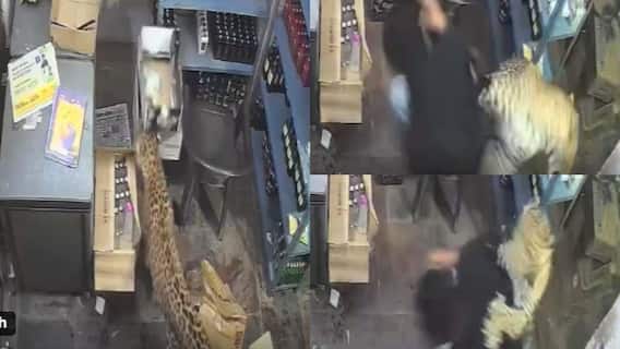 Leopard Attack On Liquor Shop: शराब की दुकान पर अचानक पहुंचा आदमखोर तेंदुआ, सेल्समैन पर कर दिया हमला; देखें वीडियो Leopard Attack On Liquor Shop: शराब की दुकान पर अचानक पहुंचा आदमखोर तेंदुआ, सेल्समैन पर कर दिया हमला; देखें वीडियो