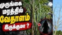 Drumstick Tree :  ‘முருங்கை மரம் வீட்டில் வளர்க்கலாமா?’ பேய் குடியிருக்கும் என்பது உண்மையா?