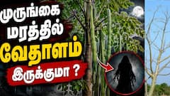 ‘முருங்கை மரம் வீட்டில் வளர்க்கலாமா?’ பேய் குடியிருக்கும் என்பது உண்மையா?