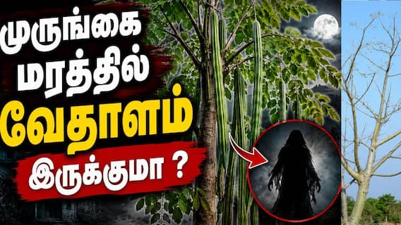 Drumstick Tree : ‘முருங்கை மரம் வீட்டில் வளர்க்கலாமா?’ பேய் குடியிருக்கும் என்பது உண்மையா? Drumstick Tree : ‘முருங்கை மரம் வீட்டில் வளர்க்கலாமா?’ பேய் குடியிருக்கும் என்பது உண்மையா?