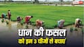 फसल चट कर जाएंगे धान के ये 3 दुश्मन, भारी नुकसान से बचना है तो उठाएं यह कदम