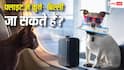 Flight Rules: फ्लाइट में कुत्ता-बिल्ली ले जा सकते हैं? जानिए क्या हैं नियम, किन दस्तावेजों की पड़ेगी जरूरत