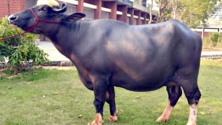 पंजाब और सतलुज नदी के आसपास के इलाकों में पाई जाने वाली नीली रावी भैंस भी दूध के मामले में किसी से कम नहीं है. इसकी पहचान चेहरे और पैरों पर सफेद निशानों से होती है. यह भैंस रोजाना 12 से 18 लीटर तक दूध देने की ताकत रखती है और इसकी देखभाल करना भी काफी आसान है.