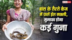 पारंपरिक खेती से हटकर नया प्रयोग, बांस के केज में पालें ईल मछली, दोगुनी हो जाएगी कमाई