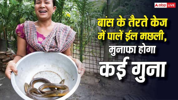 Eel Fish Farming: पारंपरिक खेती से हटकर नया प्रयोग, बांस के केज में पालें ईल मछली, दोगुनी हो जाएगी कमाई Eel Fish Farming: पारंपरिक खेती से हटकर नया प्रयोग, बांस के केज में पालें ईल मछली, दोगुनी हो जाएगी कमाई