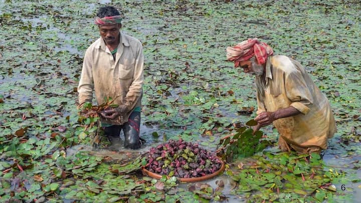इसके लिए पांचवा तरीका है पानी की सफाई और सही धूप का ध्यान रखना. सिंघाड़े की फसल को रोजाना 5 से 6 घंटे की अच्छी धूप चाहिए होती है. इसके अलावा, टैंक का पानी ज्यादा सड़ने न पाए, इसलिए समय-समय पर थोड़ा नया पानी मिलाते रहें. सही देखभाल मिलने पर पौधे में तेजी से फल बनने लगते हैं और आपकी मेहनत रंग लाती है.