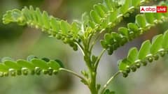 भूमि आंवला की खेती से कैसे होगी कमाई? जानिए बुवाई से कटाई तक की पूरी प्रोसेस