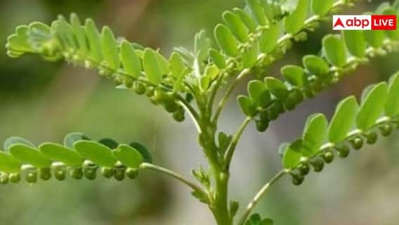 भूमि आंवला की खेती से कैसे होगी कमाई? जानिए बुवाई से कटाई तक की पूरी प्रोसेस भूमि आंवला की खेती से कैसे होगी कमाई? जानिए बुवाई से कटाई तक की पूरी प्रोसेस