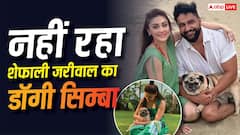 'मम्मा अब अकेली नहीं है', शेफाली के बाद सिम्बा ने दुनिया को कहा अलविदा, प्रयाग त्यागी ने शेयर किया वीडियो