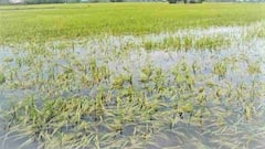 किसानों के लिए वरदान हैं सरकार की ये 5 योजनाएं, आज ही कर लें आवेदन, मिलेगा जबरदस्त फायदा