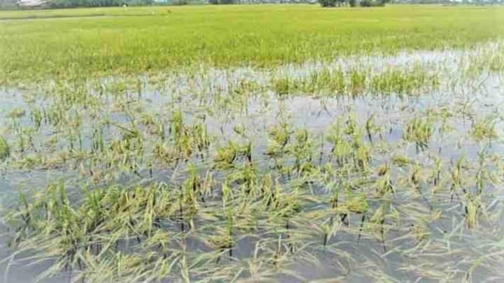 दूसरी सबसे काम की योजना है प्रधानमंत्री फसल बीमा योजना जो प्राकृतिक आपदाओं से होने वाले नुकसान का पक्का सुरक्षा कवच बनती है. सूखा, बाढ़ या बेमौसम बारिश से अगर फसल बर्बाद हो जाए तो किसानों को भारी आर्थिक झटका लगता है. इस स्कीम में बहुत कम प्रीमियम भरकर आप अपनी पूरी फसल का बीमा करवा सकते हैं और नुकसान की भरपाई पा सकते हैं.
