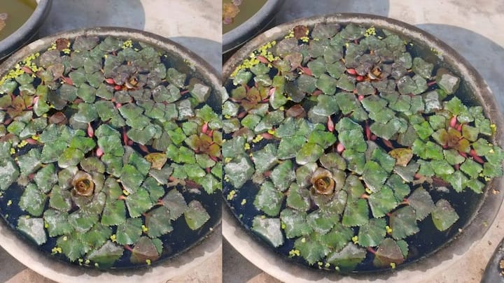 इसके अलावा बड़े साइज के ड्रम या फैब्रिक ग्रो बैग्स का इस्तेमाल करना. अगर आप कम जगह में शुरुआत करना चाहते हैं. तो 200 लीटर वाले प्लास्टिक ड्रम को बीच से काटकर उसमें पानी और उपजाऊ मिट्टी भर लें. यह तरीका फार्म हाउस के किसी भी कोने में आसानी से सेट हो जाता है और देखभाल करना भी बहुत आसान रहता है.