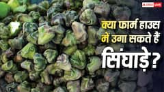 क्या फार्म हाउस में की जा सकती है सिंघाड़े की खेती? इन 5 तरीकों से घर में ही उग आएगा ये फल