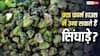 क्या फार्म हाउस में की जा सकती है सिंघाड़े की खेती? इन 5 तरीकों से घर में ही उग आएगा ये फल