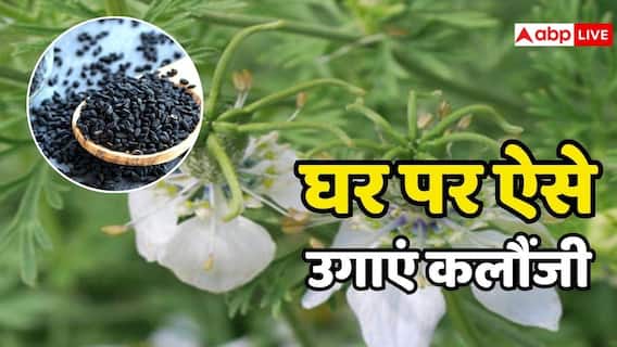 अपने घर में भी उगा सकते हैं कलौंजी, जान लें क्या है इसका प्रोसेस? अपने घर में भी उगा सकते हैं कलौंजी, जान लें क्या है इसका प्रोसेस?