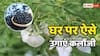 अपने घर में भी उगा सकते हैं कलौंजी, जान लें क्या है इसका प्रोसेस?
