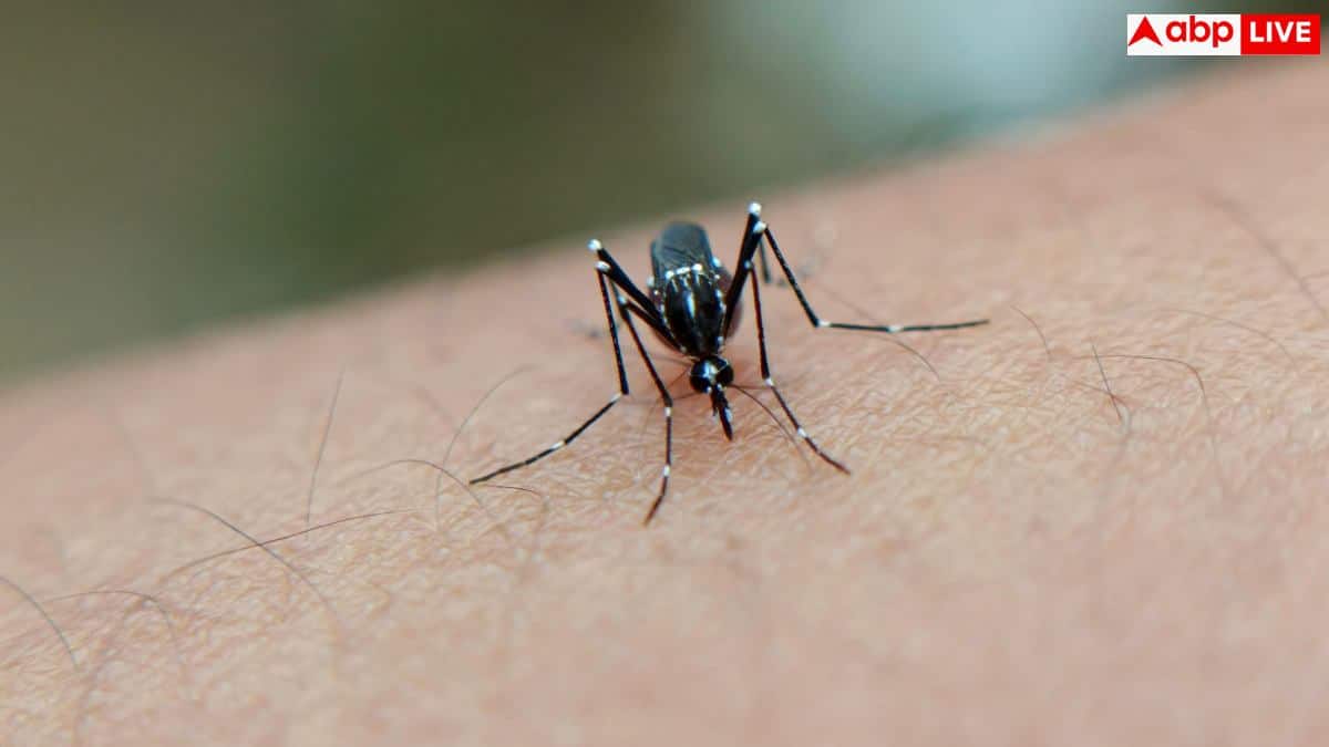 Japanese Encephalitis: डेंगू-मलेरिया से भी खतरनाक है यह बीमारी! मच्छर के काटते ही सूज जाता है दिमाग