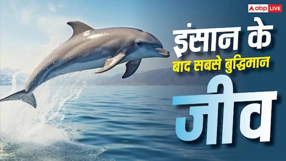 कुत्ता या हाथी नहीं, ये जानवर है इंसान के बाद सबसे ज्यादा समझदार- साफ पानी इसका ठिकाना कुत्ता या हाथी नहीं, ये जानवर है इंसान के बाद सबसे ज्यादा समझदार- साफ पानी इसका ठिकाना