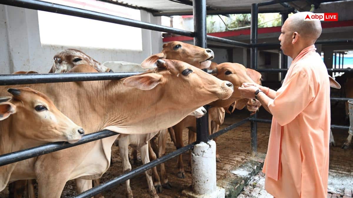 सीएम योगी ने गोवंश से किया दुलार