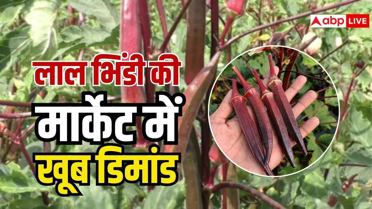 किसान हरी भिंडी की जगह अपनाएं लाल भिंडी की खेती, बाजार में है खास डिमांड