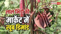 किसान हरी भिंडी की जगह अपनाएं लाल भिंडी की खेती, बाजार में है खास डिमांड