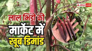 किसान हरी भिंडी की जगह अपनाएं लाल भिंडी की खेती, बाजार में है खास डिमांड