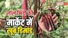 किसान हरी भिंडी की जगह अपनाएं लाल भिंडी की खेती, बाजार में है खास डिमांड