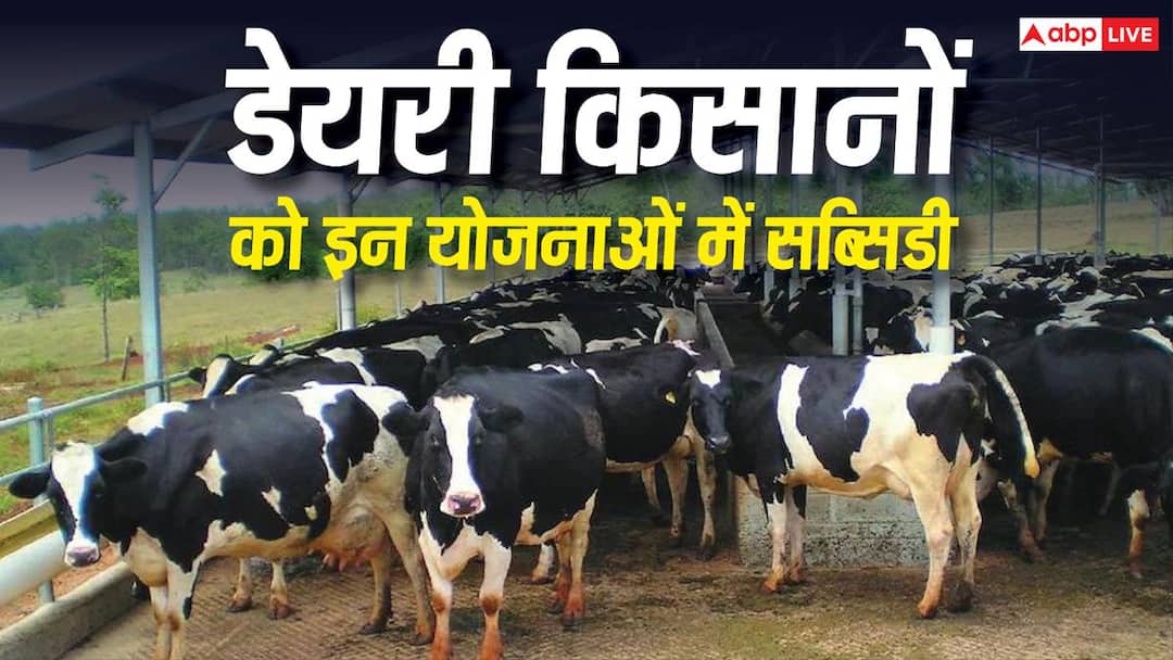 डेयरी किसानों को सबसे ज्यादा सब्सिडी देती हैं ये योजनाएं, जानें काम की बात डेयरी किसानों को सबसे ज्यादा सब्सिडी देती हैं ये योजनाएं, जानें काम की बात