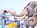 Kumki Elephants: పలమనేరు క్యాంపు నుంచి పార్వతీపురానికి కుంకీ ఏనుగులు తరలింపు.. పవన్ కళ్యాణ్ కృషి ఫలించేనా !