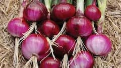 प्याज की खेती में चाहिए बढ़िया कमाई, तो मानसून के लिए चुनें यह 3 किस्में