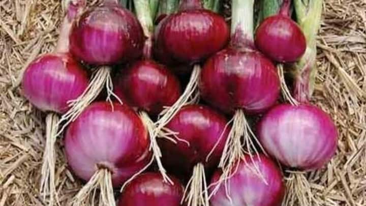 मानसून के लिए पहली सबसे भरोसेमंद किस्म है एन-53. यह वैराइटी खरीफ सीजन के लिए एकदम परफेक्ट मानी जाती है. इसके कंद गहरे लाल रंग के और गोल होते हैं. लगभग 90 से 100 दिनों में यह फसल तैयार हो जाती है,जिससे किसानों को कम समय में ही मंडी से काफी बढ़िया भाव मिल जाता है.