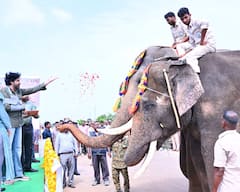 Kumki Elephants: పలమనేరు క్యాంపు నుంచి పార్వతీపురానికి కుంకీ ఏనుగులు తరలింపు.. పవన్ కళ్యాణ్ కృషి ఫలించేనా !
