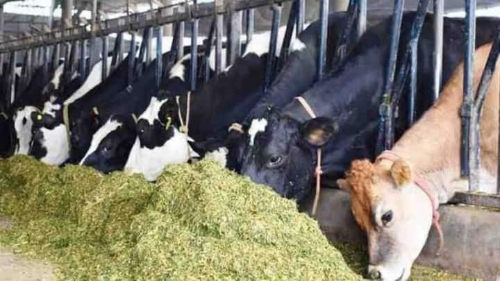 डेयरी इंफ्रास्ट्रक्चर डेवलपमेंट फंड का फायदा बड़े पैमाने पर काम करने वाले किसानों को मिलता है. अगर आप मिल्क प्रोसेसिंग यूनिट लगाना चाहते हैं, दूध को ठंडा रखने के लिए चिलिंग प्लांट या पैकेजिंग मशीनरी लगाना चाहते हैं, तो इस योजना के जरिए आपको बहुत कम ब्याज दर पर करोड़ों रुपये का लोन और सब्सिडी मिल जाती है.