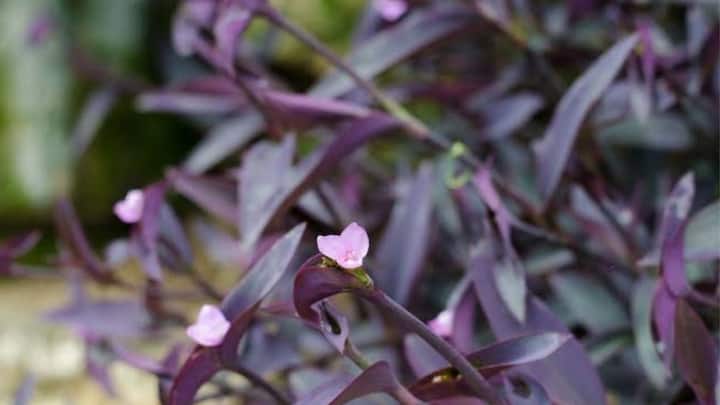 बालकनी में दिनभर तेज धूप आने की स्थिति में पर्पल हार्ट और सुकुलेंट्स एकदम सही ऑप्शन रहेंगे. इनकी पत्तियों का अनोखा पर्पल और डार्क शेड बाकी हरे पौधों के बीच एक बहुत प्यारा कॉन्ट्रास्ट बनाता है. इन्हें पानी की बहुत कम जरूरत होती है. इसलिए दो-चार दिन पानी न मिलने पर भी ये बिल्कुल खराब नहीं होते.