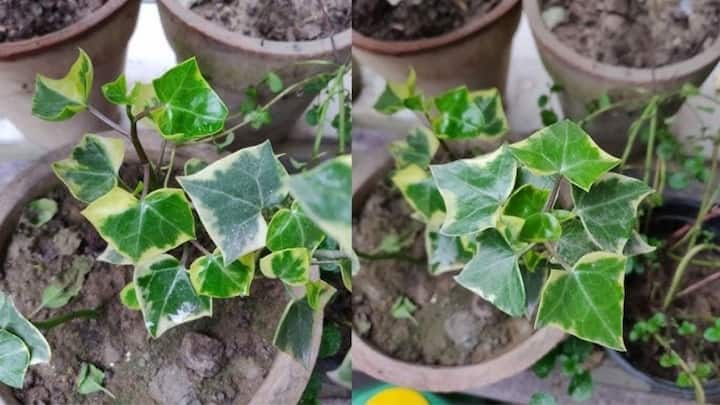 इंग्लिश आइवी और बेबी टियर्स जैसे प्लांट्स बालकनी की रेलिंग या बास्केट से नीचे की तरफ बेल की तरह गिरते हैं. जो एक ड्रामेटिक और मॉडर्न वाइब देते हैं. इनकी ग्रूमिंग करना काफी आसान होता है और यह कम धूप में भी बहुत आराम से फलते-फूलते हैं. इनसे बालकनी को एक लग्जरी कैफे जैसा शानदार लुक मिल जाता है.