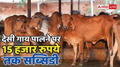 देसी गाय पालने पर मिल रही बंपर सब्सिडी, 10 से 15000 तक देगी सरकार