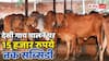 देसी गाय पालने पर मिल रही बंपर सब्सिडी, 10 से 15000 तक देगी सरकार