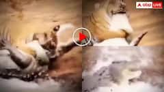 पानी पी रहे टाइगर पर दरिंदे ने किया हमला, इसके बाद बाघ किया बुरा हाल- वीडियो देख कांप जाएगी रूह