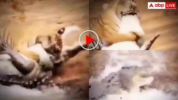 Video: पानी पी रहे टाइगर पर दरिंदे ने किया हमला, इसके बाद बाघ किया बुरा हाल- वीडियो देख कांप जाएगी रूह Video: पानी पी रहे टाइगर पर दरिंदे ने किया हमला, इसके बाद बाघ किया बुरा हाल- वीडियो देख कांप जाएगी रूह
