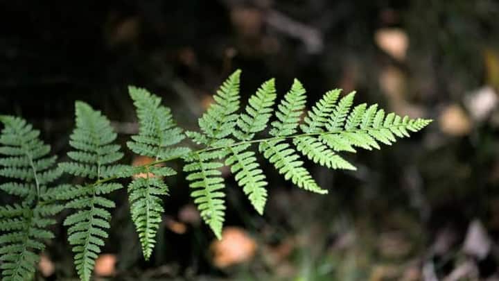 कम मेंटेनेंस में बालकनी को रॉयल लुक देने के लिए फर्न और पोथोस को अपनी लिस्ट में जरूर शामिल करें. इनकी हरी-भरी घनी पत्तियां लटकती हुई बेहद खूबसूरत दिखती हैं. हफ्ते में दो से तीन बार पानी देना और थोड़ी इनडायरेक्ट सनलाइट इनके लिए काफी होती है. कम जगह में भी ये बालकनी को पूरी तरह से कवर कर लेते हैं.
