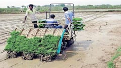 பாபநாசம் பகுதியில் குறுவை நெல் இயந்திர நடவு வயல்களில் கள ஆய்வு