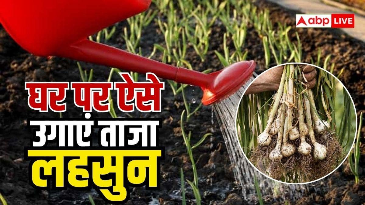 घर पर ही आसानी से उगाएं लहसुन, हर चटनी में आएगा जबर्दस्त स्वाद