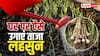 घर पर ही आसानी से उगाएं लहसुन, हर चटनी में आएगा जबर्दस्त स्वाद